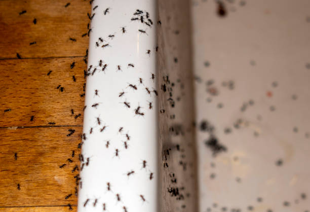 Best Commercial Pest Control Services  in Gilbert, AZ